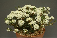 Ledum groenlandicum compactum